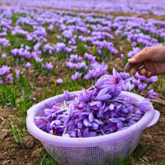Safran Soğanı (Crocus sativus) – İri Boy Kalibre