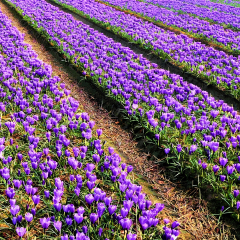 Safran Soğanı (Crocus sativus) – İri Boy Kalibre
