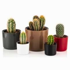 Poliwork Mimoza 14 Bordo - 1,5 lt