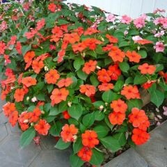 Cam Güzeli Tohumu – Impatiens walleriana Bescon F1 (Raw Tohum) 1.000 Adet | B2B Profesyonel Üretici Paketi