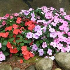 Cam Güzeli Tohumu – Impatiens walleriana Bescon F1 (Raw Tohum) 1.000 Adet | B2B Profesyonel Üretici Paketi