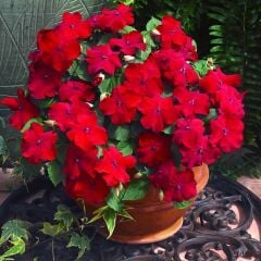 Cam Güzeli Tohumu – Impatiens walleriana Bescon F1 (Raw Tohum) 1.000 Adet | B2B Profesyonel Üretici Paketi