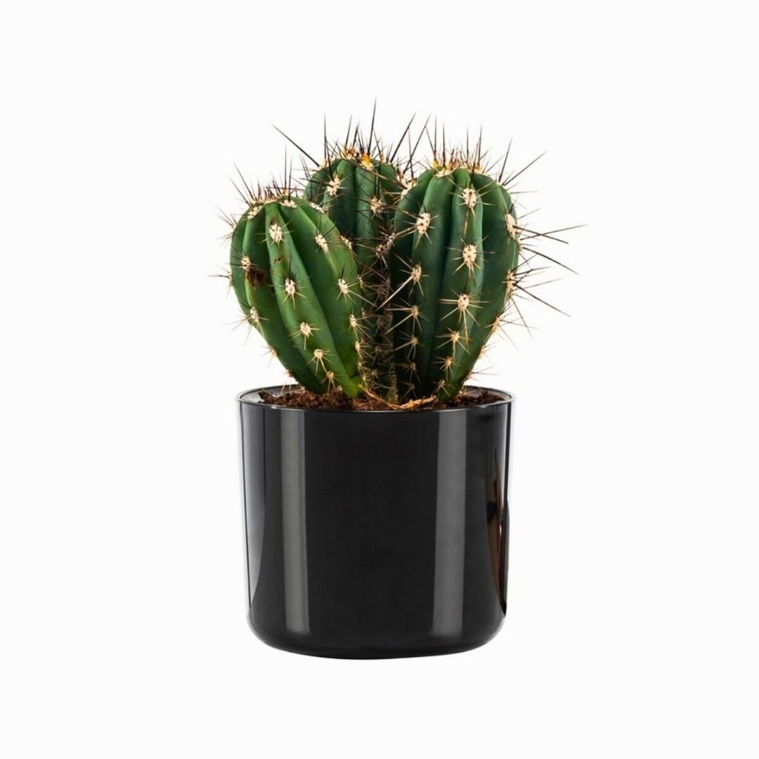 Poliwork Mimoza 14 Siyah - 1,5 lt