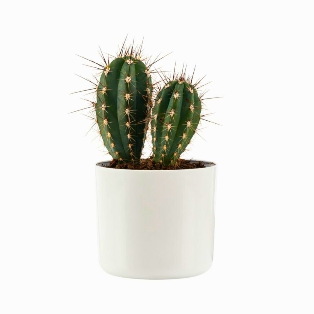 Poliwork Mimoza 14 Beyaz - 1,5 lt