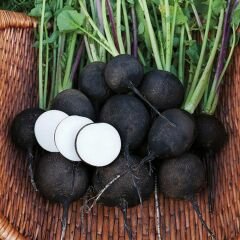 Siyah Turp Tohumu – Raphanus Sativus I. Var. Niger