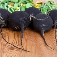 Siyah Turp Tohumu – Raphanus Sativus I. Var. Niger