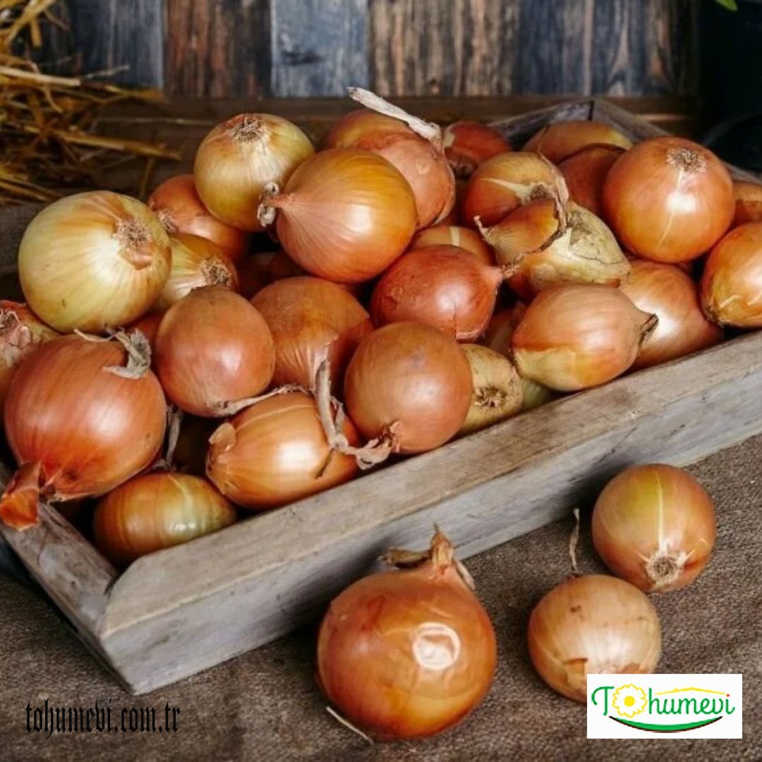 Sarı Parma Kuru Soğan Tohumu Geleneksel – Dorata Di Parma Onion – Kışlık
