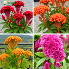 Horoz İbiği (Balta) Tohumu – Celosia Cristata Brainiac (Raw) 1.000 Adet | B2B Profesyonel Üretici Paketi