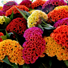 Horoz İbiği (Balta) Tohumu – Celosia Cristata Brainiac (Raw) 1.000 Adet | B2B Profesyonel Üretici Paketi