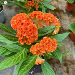 Horoz İbiği (Balta) Tohumu – Celosia Cristata Brainiac (Raw) 1.000 Adet | B2B Profesyonel Üretici Paketi