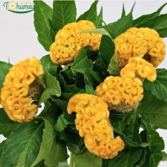 Horoz İbiği (Balta) Tohumu – Celosia Cristata Brainiac (Raw) 1.000 Adet | B2B Profesyonel Üretici Paketi