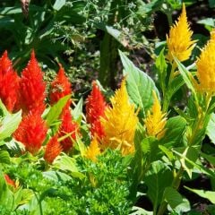 Horoz İbiği Püskül Tohumu – Celosia plumosa Glorious Mix (Raw Tohum) 1.000 Adet