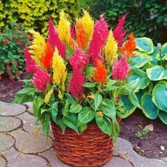 Horoz İbiği Püskül Tohumu – Celosia plumosa Glorious Mix (Raw Tohum) 1.000 Adet