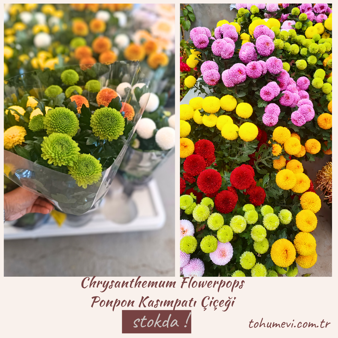 Chrysanthemum Flowerpops – Ponpon Kasımpatı Çiçeği (13 cm Saksıda)