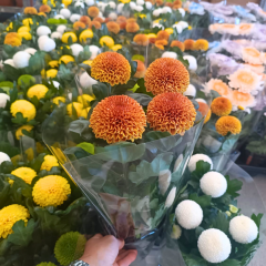 Chrysanthemum Flowerpops – Ponpon Kasımpatı Çiçeği (13 cm Saksıda)