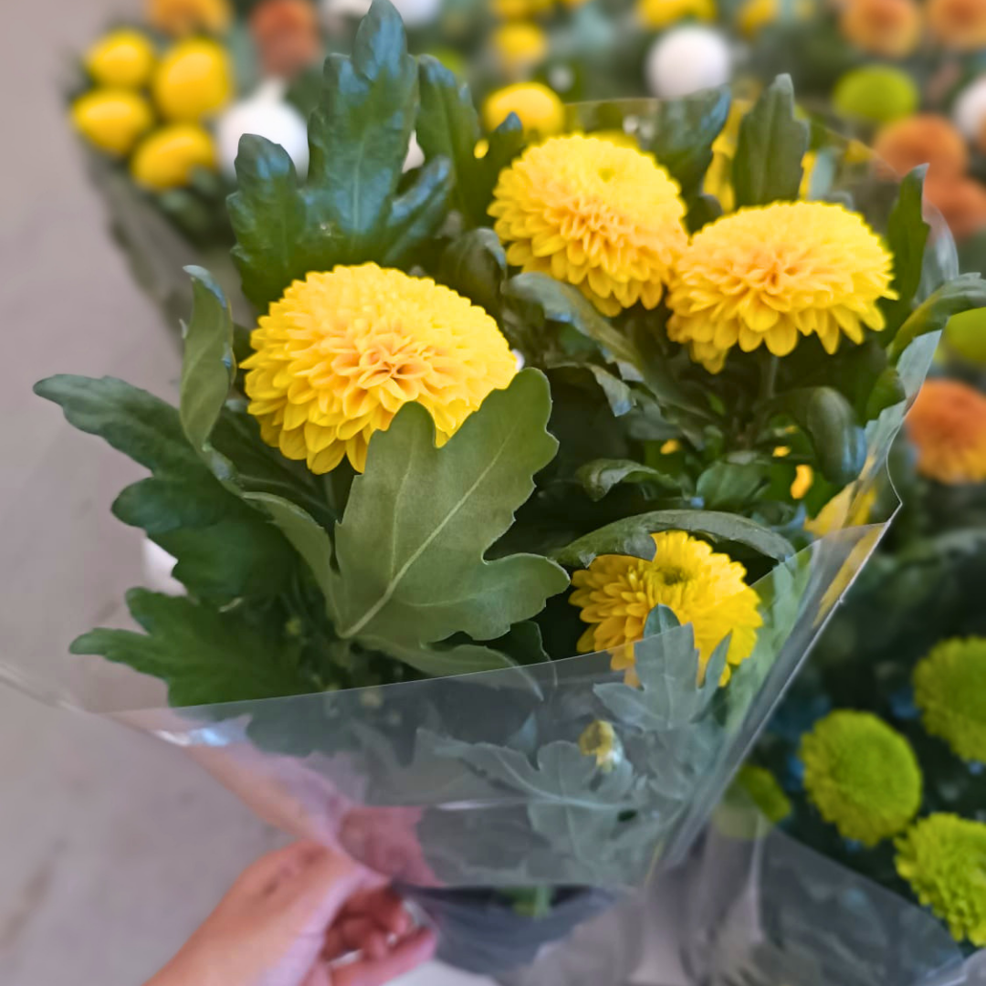 Chrysanthemum Flowerpops – Ponpon Kasımpatı Çiçeği (13 cm Saksıda)