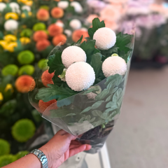 Chrysanthemum Flowerpops – Ponpon Kasımpatı Çiçeği (13 cm Saksıda)