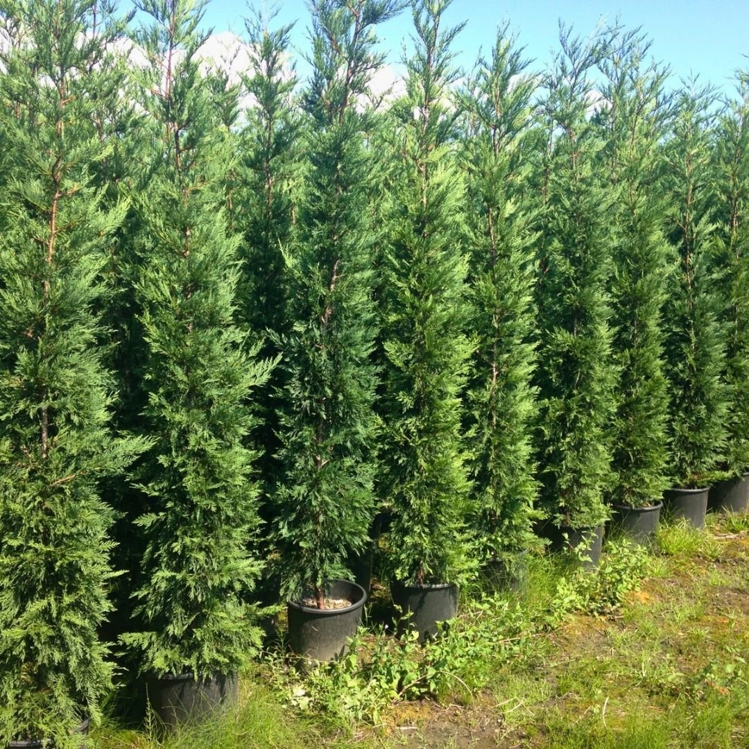 Cupressocyparis Leylandii - Leylandi Fidanı 170-200 cm