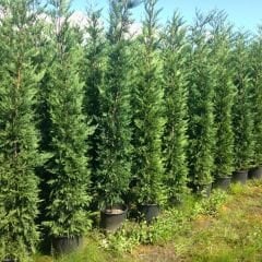 Cupressocyparis Leylandii - Leylandi Fidanı 170-200 cm