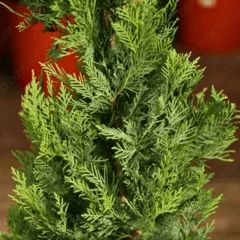 Cupressocyparis Leylandii - Leylandi Fidanı 170-200 cm