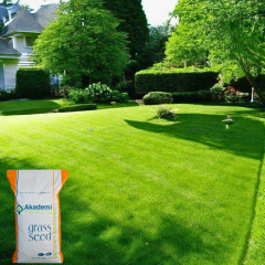Akademi Tohum 4A Sılver Çim Tohumu - 10 kg