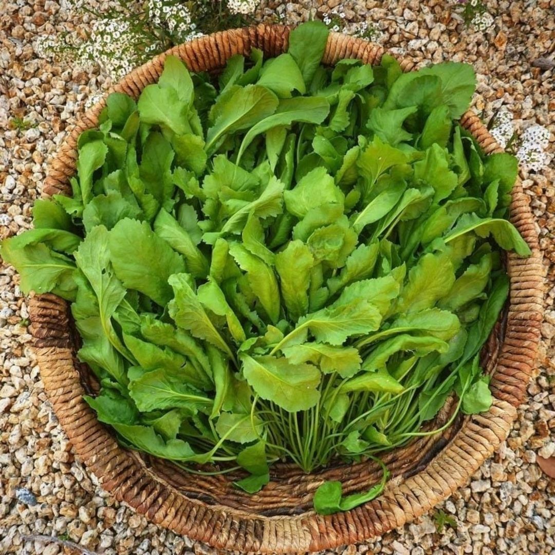 ﻿Geleneksel Tere Tohumu – Lepidium Sativum