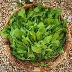 ﻿Geleneksel Tere Tohumu – Lepidium Sativum