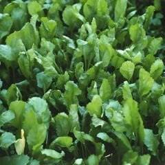 ﻿Geleneksel Tere Tohumu – Lepidium Sativum