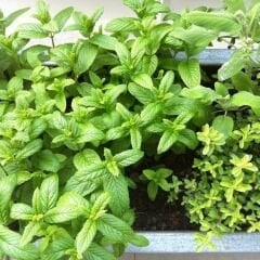 Geleneksel Nane Tohumu – Greenmint Viridis