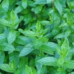 Geleneksel Nane Tohumu – Greenmint Viridis