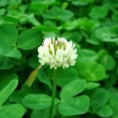 Akademi Tohum Trifolium Repens (Ak Üçgül) Süs Yoncası Tohumu - 1 kg