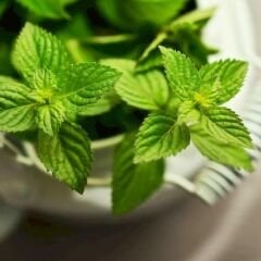 ﻿Geleneksel Nane Tohumu – Greenmint Viridis