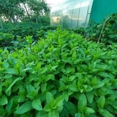 Geleneksel Nane Tohumu – Greenmint Viridis