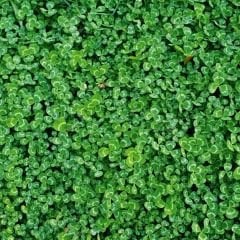 Akademi Tohum Trifolium Repens (Ak Üçgül) Süs Yoncası Tohumu - 1 kg