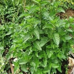 Geleneksel Nane Tohumu – Greenmint Viridis