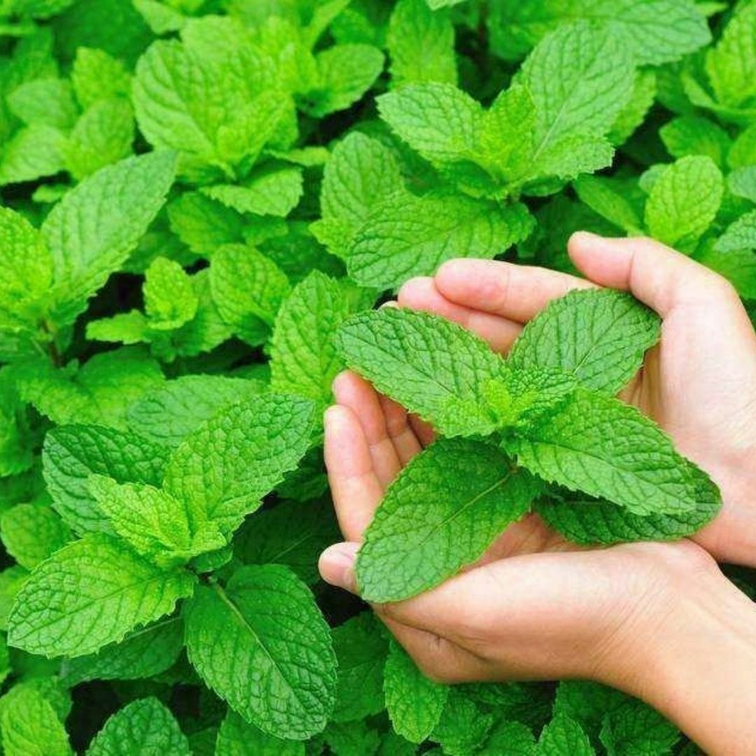 Geleneksel Nane Tohumu – Greenmint Viridis