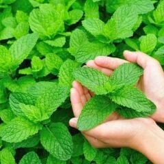 Geleneksel Nane Tohumu – Greenmint Viridis