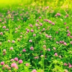 Akademi Tohum Trifolium Pratense (Çayır Üçgülü) Kırmızı Yonca Tohumu - 1 kg