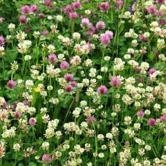 Akademi Tohum Trifolium Pratense (Çayır Üçgülü) Kırmızı Yonca Tohumu - 1 kg