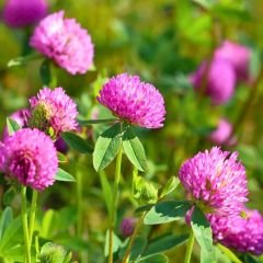 Akademi Tohum Trifolium Pratense (Çayır Üçgülü) Kırmızı Yonca Tohumu - 1 kg