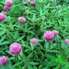 Akademi Tohum Trifolium Pratense (Çayır Üçgülü) Kırmızı Yonca Tohumu - 1 kg