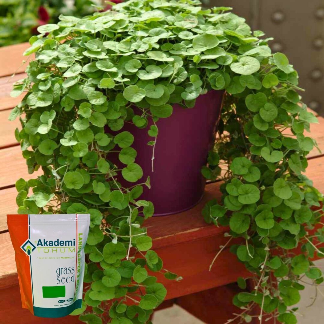 Akademi Tohum Dichondra Repens - Fare Kulağı Tohumu 1 kg