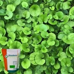 Akademi Tohum Dichondra Repens - Fare Kulağı Tohumu 1 kg