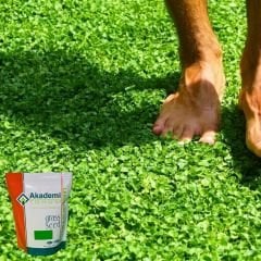 Akademi Tohum Dichondra Repens - Fare Kulağı Tohumu 1 kg