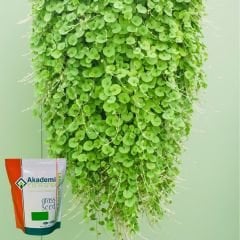 Akademi Tohum Dichondra Repens - Fare Kulağı Tohumu 1 kg
