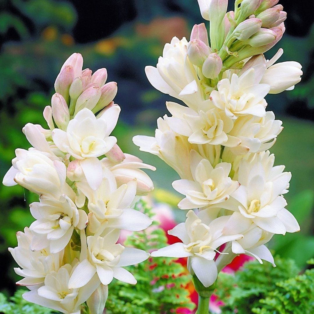 Sümbül Teber Soğanı - Polianthes Tuberosa
