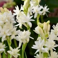 Sümbül Teber Soğanı - Polianthes Tuberosa