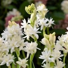 Sümbül Teber Soğanı - Polianthes Tuberosa