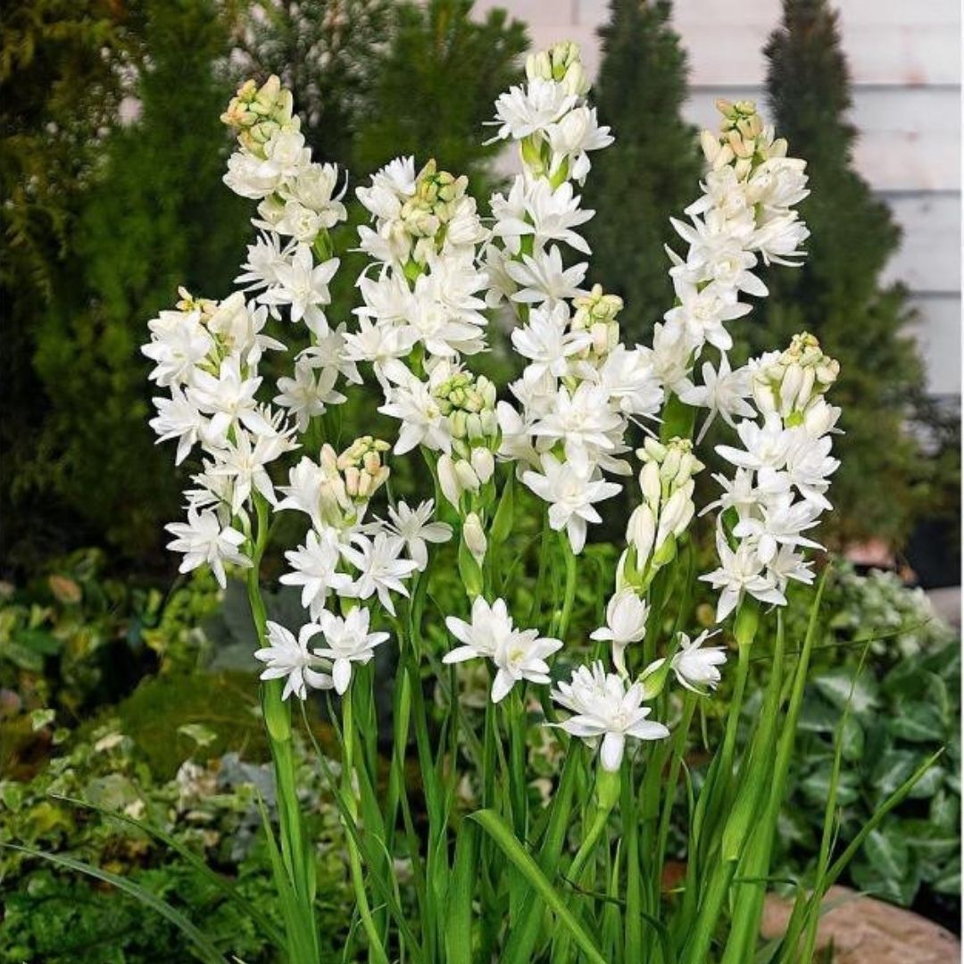 Sümbülteber Soğanı - Polianthes The Pearl