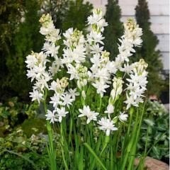 Sümbülteber Soğanı - Polianthes The Pearl